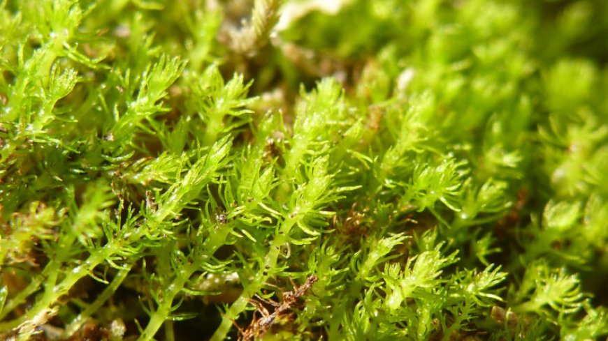 The fastest-evolving moss in the world may not adapt to climate change