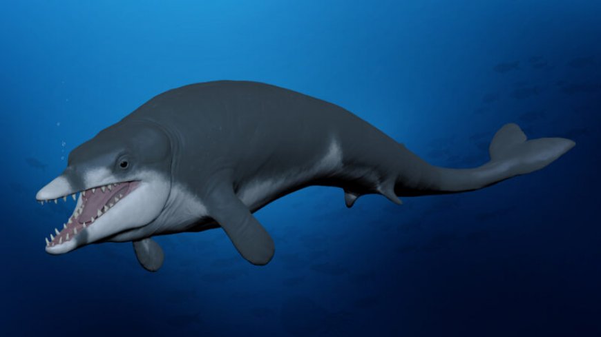 Meet the tiny ancient whale named after King Tut