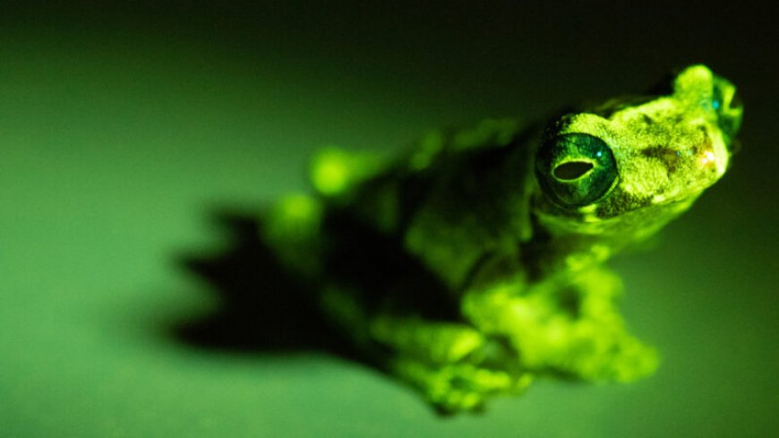 Many frogs glow in blue light, and it may be a secret, eerie language
