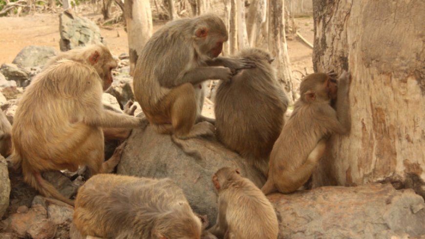 Macaques in Puerto Rico learned to share shade after Hurricane Maria