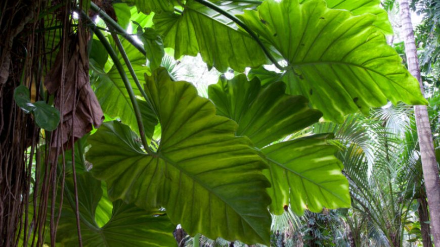 Some leaves in tropical forests may be getting too hot for photosynthesis