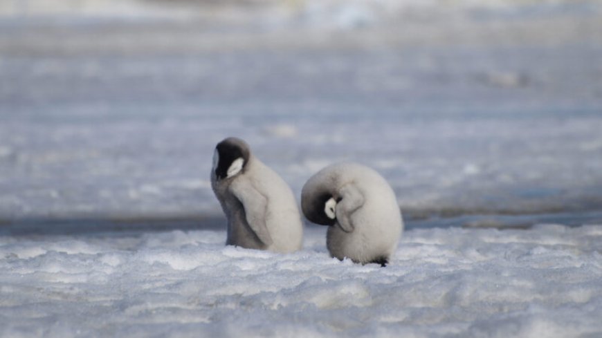 Emperor penguins lost thousands of chicks to melting ice last year