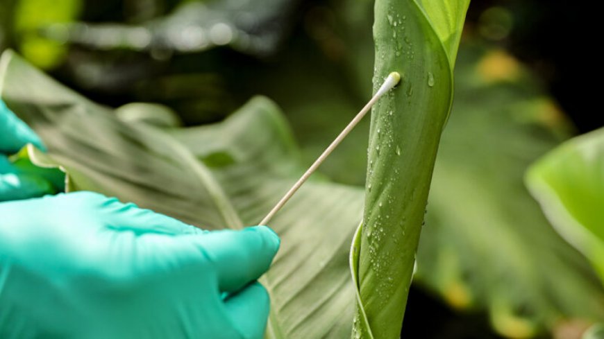 A new DNA leaf swab technique could revolutionize how we monitor biodiversity