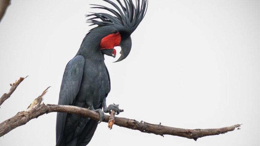 Wild male palm cockatoos rock out with custom drumsticks