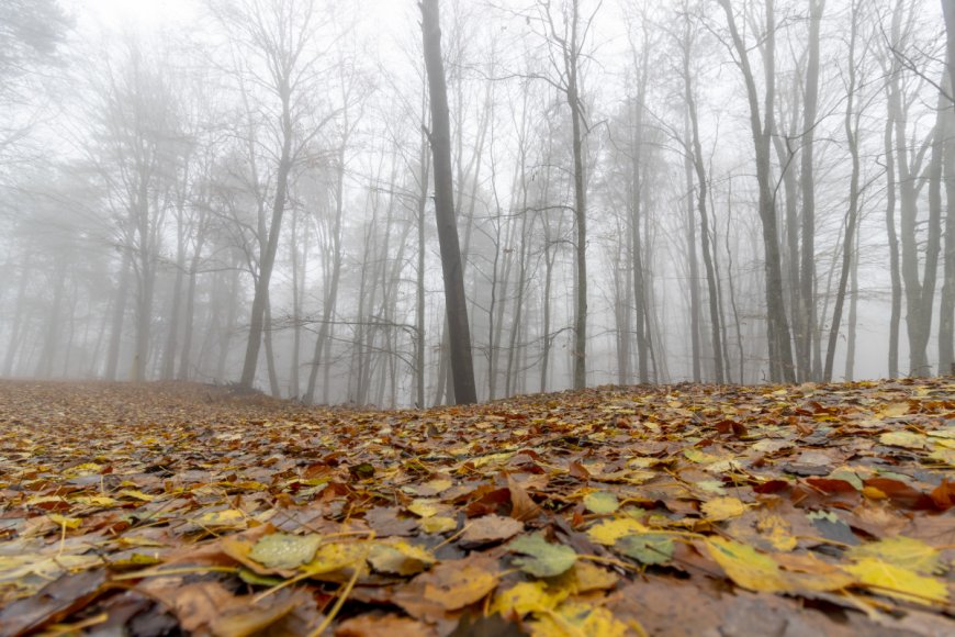 Scientists say that climate changes could ruin the fall foliage for fans