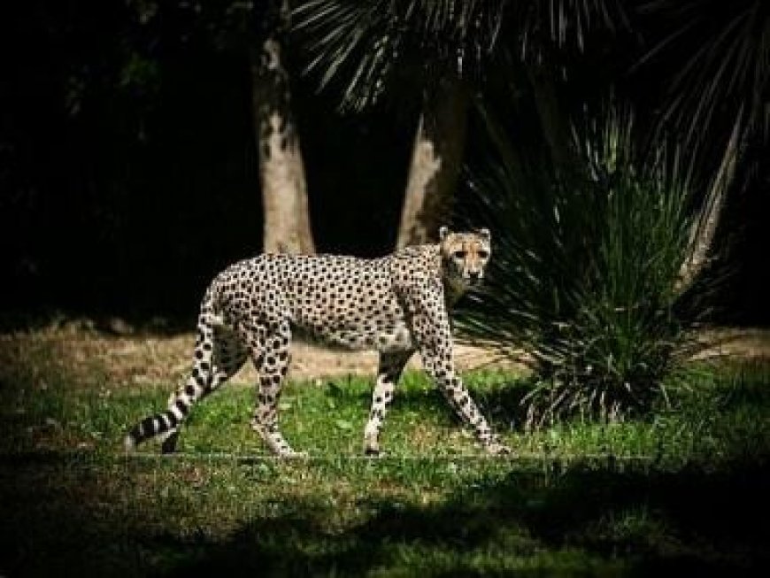 India plans to import next batch of cheetahs from Northern Africa
