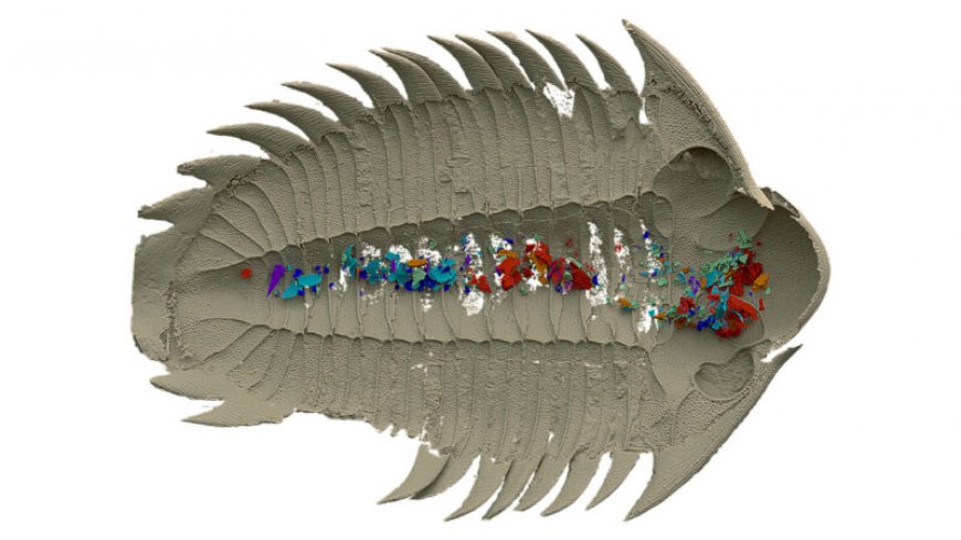 A one-of-a-kind trilobite fossil hints at what and how these creatures ate
