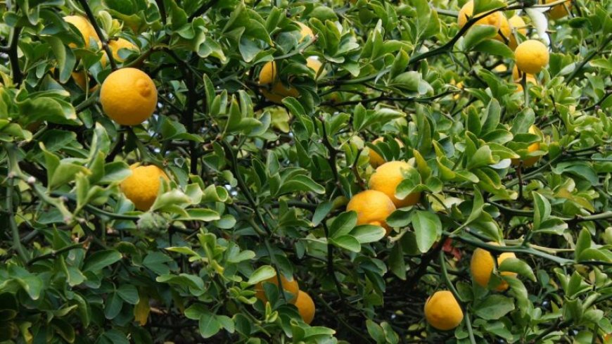 The first citrus fruits may have come from southern China