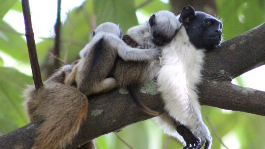 In noisy environs, pied tamarins are using smell more often to communicate