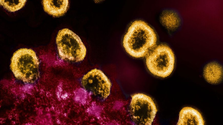 ‘Dormant’ HIV has ongoing skirmishes with the body’s immune system