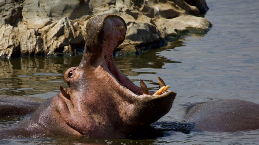 Hippos might be ferocious fighters, but their big teeth make them terrible chewers
