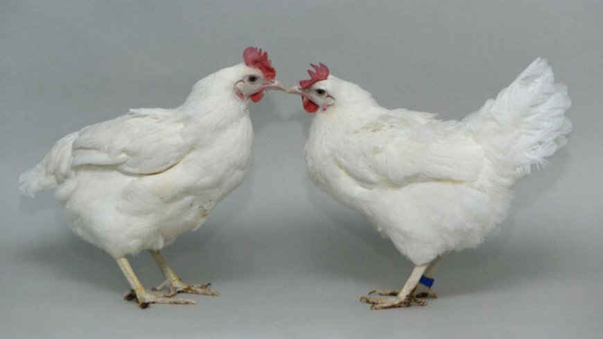Gene editing can make chickens resistant to bird flu