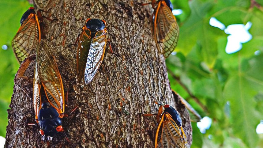 Scientists debunked a long-standing cicada myth by analyzing their guts