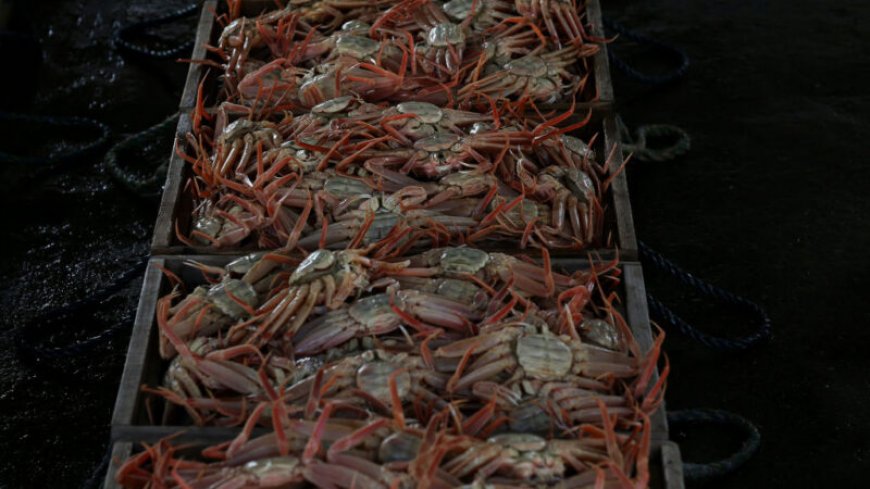 10 billion snow crabs have disappeared off the Alaskan coast. Here’s why