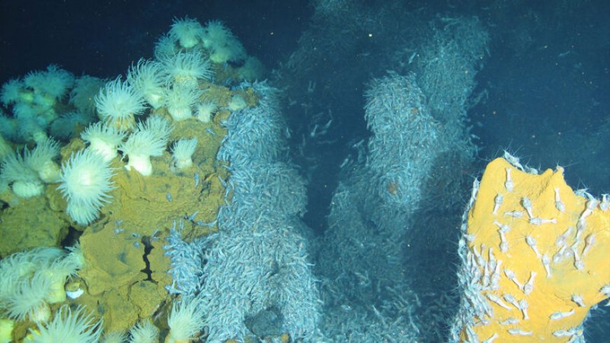 How sea anemones living on deep-sea hydrothermal vents avoid metal poisoning