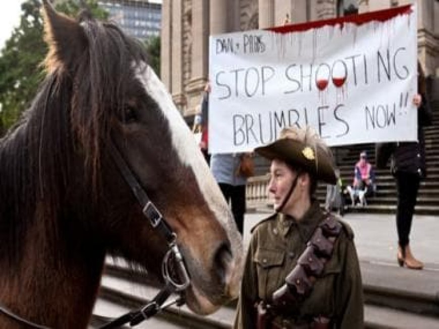 Australia to restart aerial shooting of wild horses