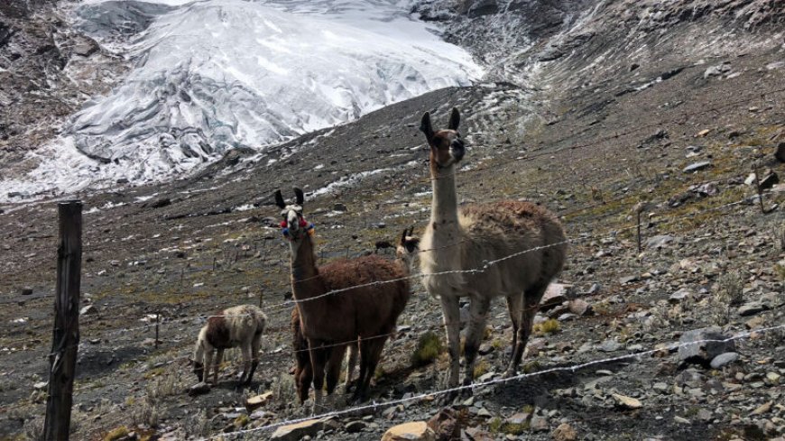 At the foot of a melting glacier in Peru, llamas helped revitalize the land