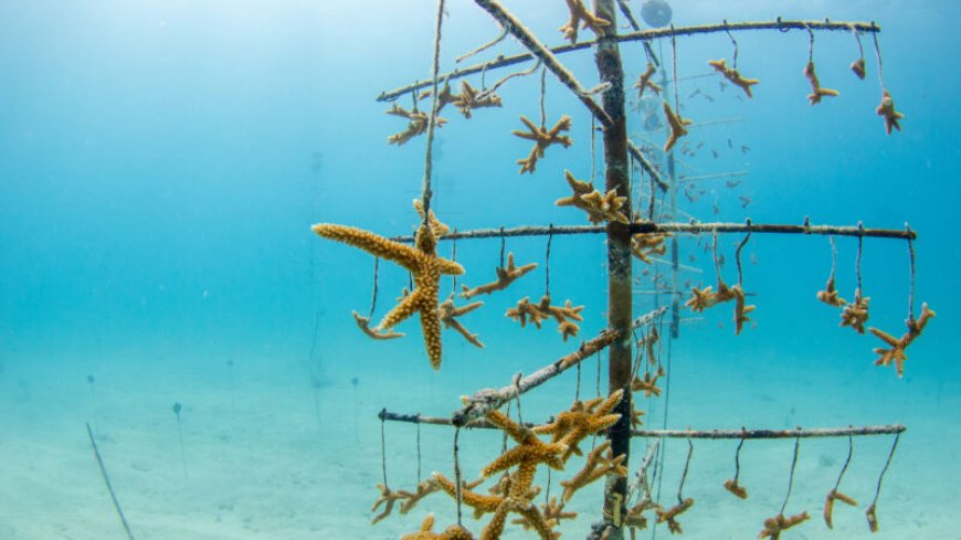 Fake fog, ‘re-skinning’ and ‘sea-weeding’ could help coral reefs survive