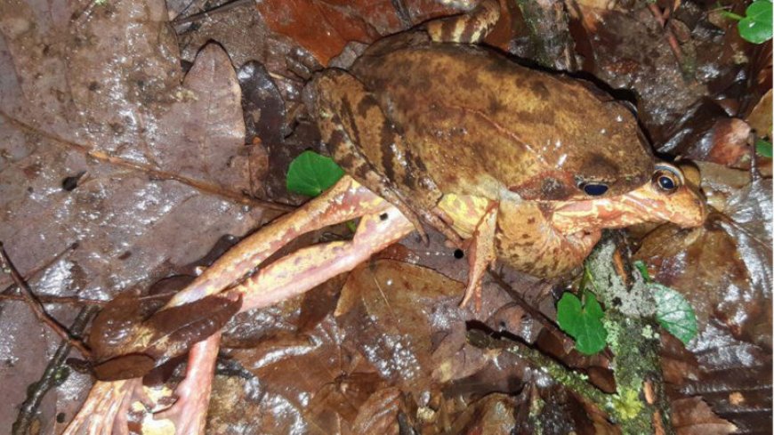 Faking death lets some female frogs slip the mating grip of a male
