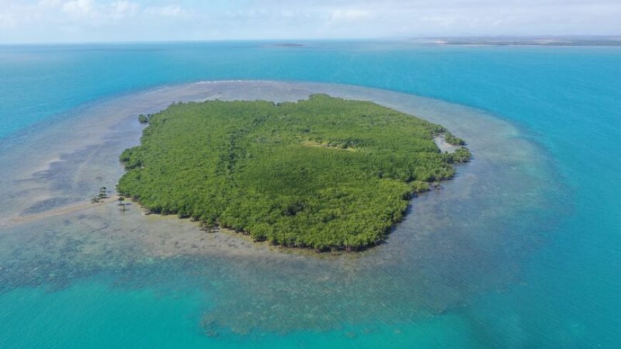 On some Australian islands, sea level rise may be helping mangroves thrive