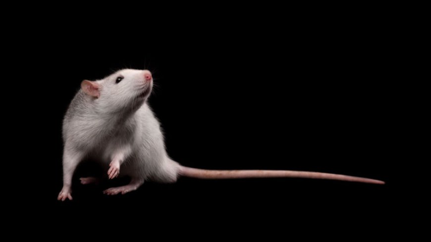 In a Jedi-like feat, rats can move a digital object using just their brain