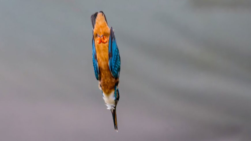 Here’s how high-speed diving kingfishers may avoid concussions
