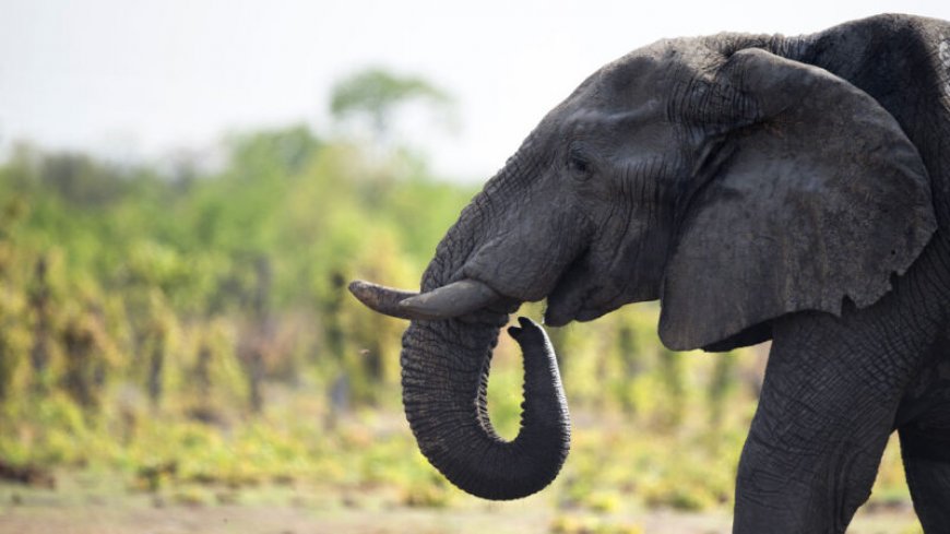 The mysterious deaths of dozens of Zimbabwe’s elephants has been solved