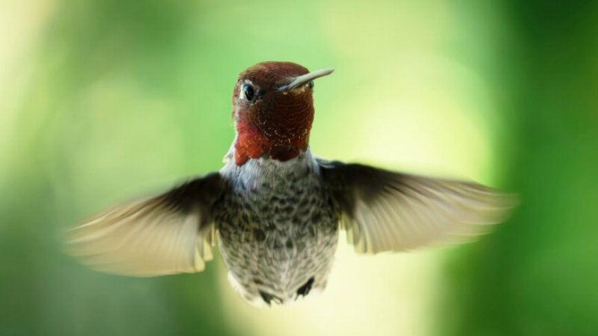 How hummingbirds fly through spaces too narrow for their wings
