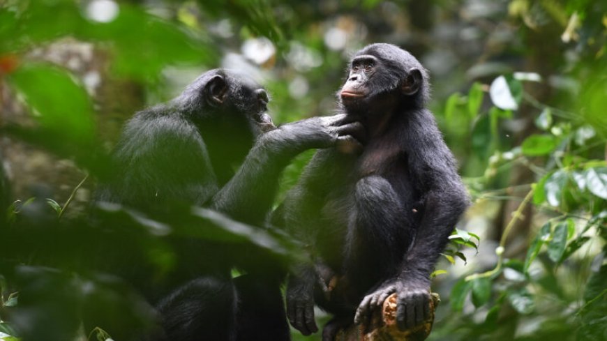 Bonobos, like humans, cooperate with unrelated members of other groups