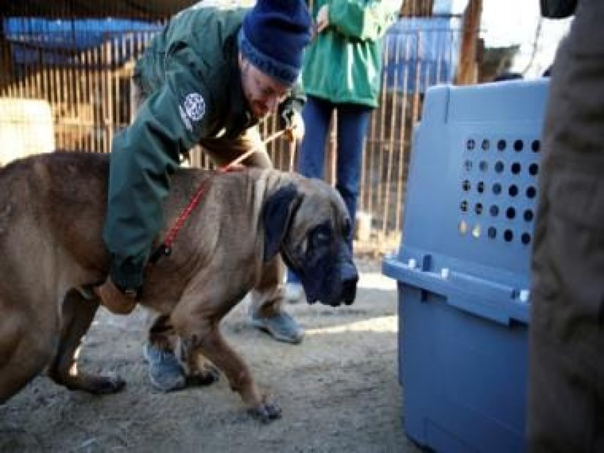 South Korea to ban eating dogs