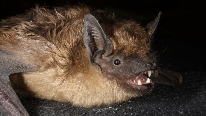 These bats are the only mammals known to mate more like birds