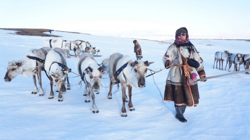 Reindeer herders and scientists collaborate to understand Arctic warming