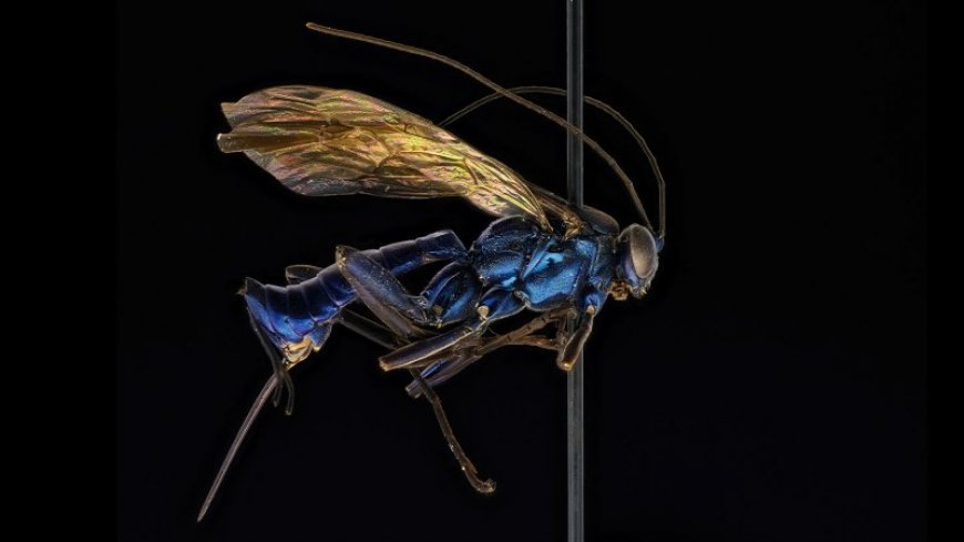 One mountain in Brazil is home to a surprising number of these parasitic wasps
