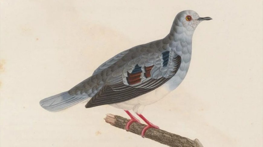 This bird hasn’t been seen in 38 years. Its song may help track it down