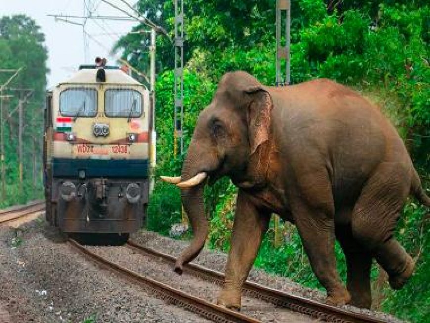 Indian Railways launches 'Gajraj Suraksha', a new AI-based tech to curb elephant-train collisions