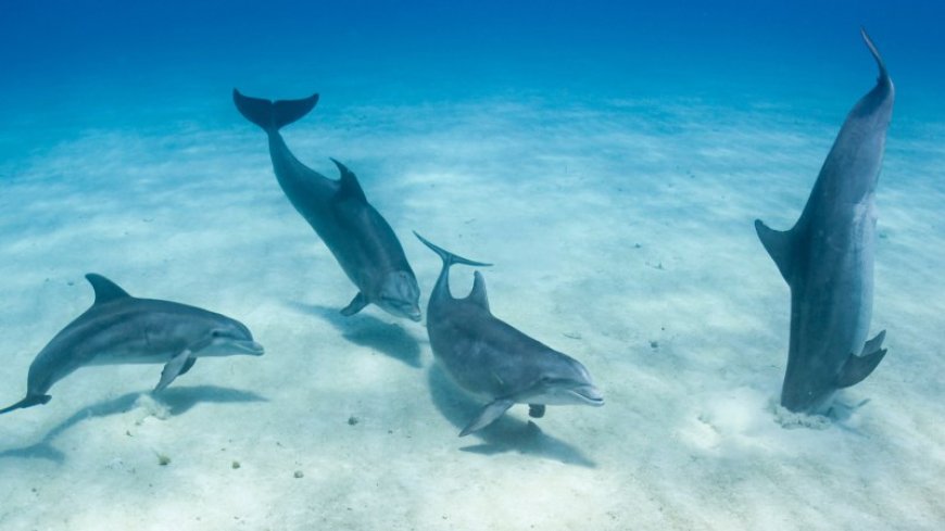 Fish beware: Bottlenosed dolphins may be able to pick up your heartbeat