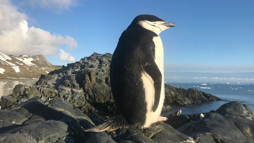 These nesting penguins nod off over 10,000 times a day, for seconds at a time