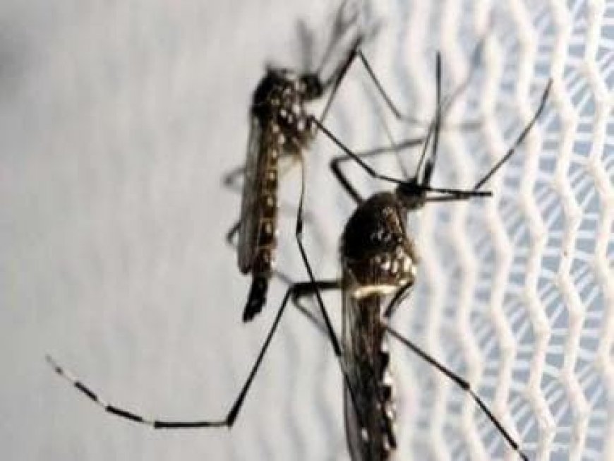 Indonesians not happy with new mosquitoes killing old mosquitoes
