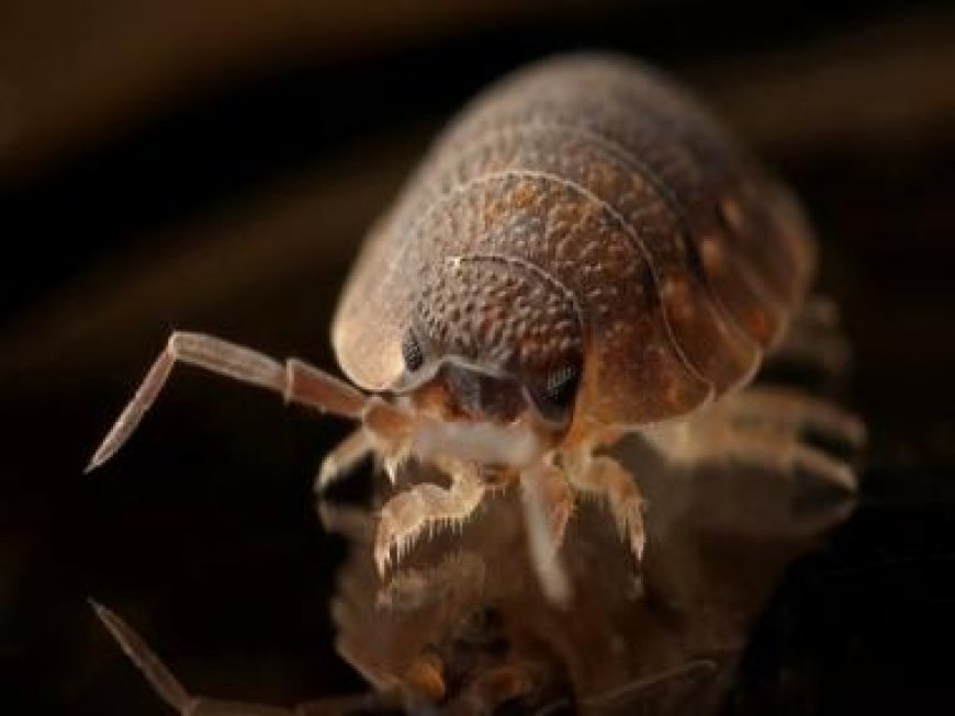 What is the 'Bed Bug Scam' for which two have been arrested in France