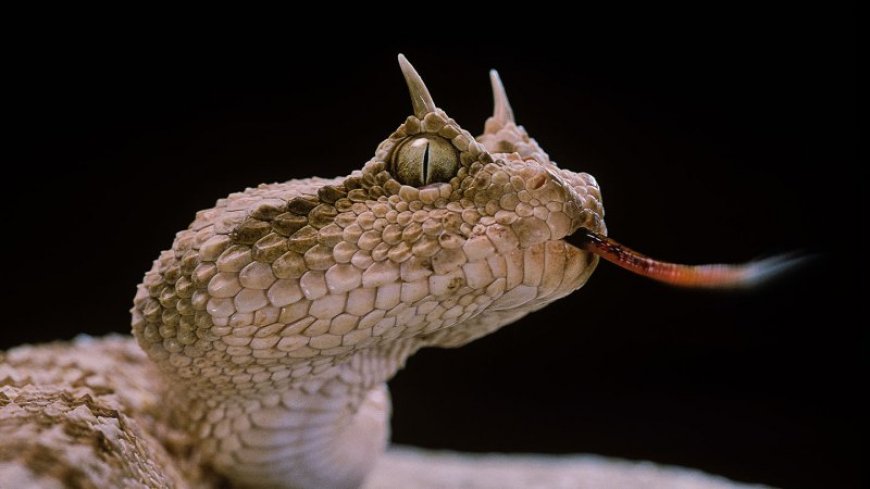 Why do some lizards and snakes have horns?