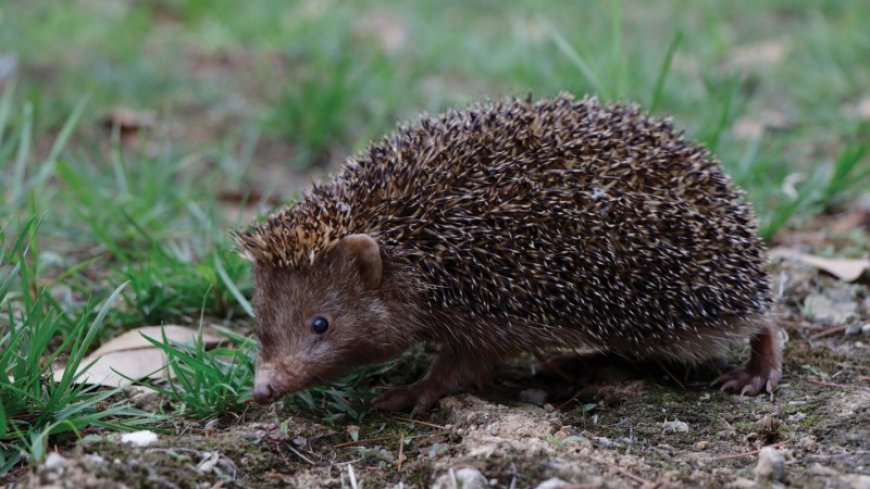 A new species of hedgehog stands out for its short spikes