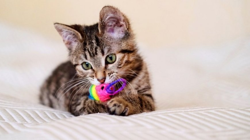 When do cats play fetch? When they feel like it 
