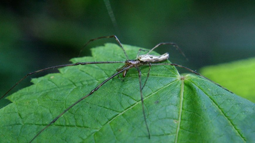 Here’s how spiders that go overboard use light to find land