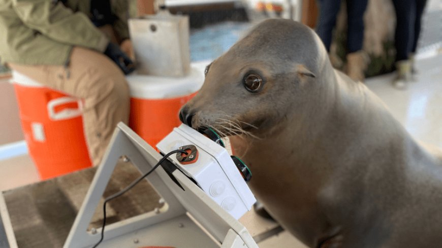 50 years ago, the U.S. Navy enlisted sea lions and other marine mammals