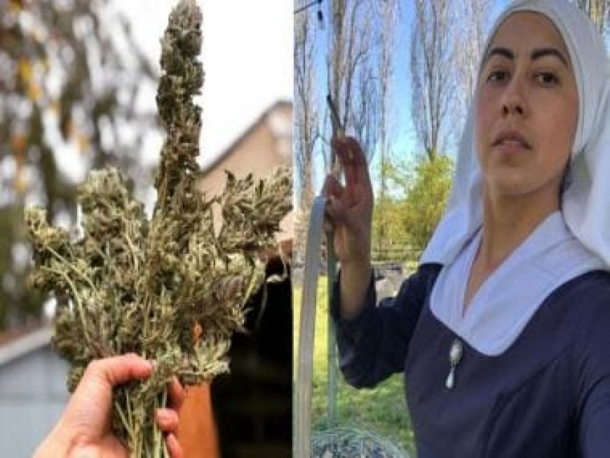 'High' Priestesses: 5 ‘nuns’ in Mexico don the ‘habit’ of cannabis to take back control from narcos