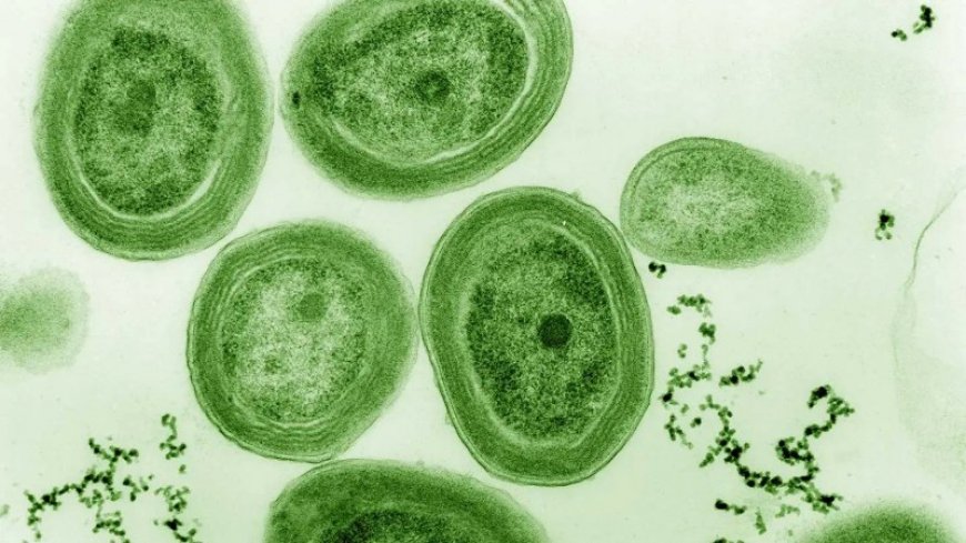 Bacteria fossils hold the oldest signs of machinery needed for photosynthesis
