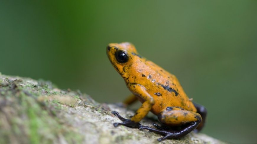 Here’s how poison dart frogs safely hoard toxins in their skin