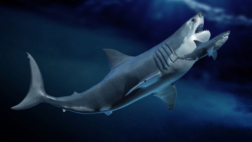 Megalodon, the largest shark ever, may have been a long, slender giant