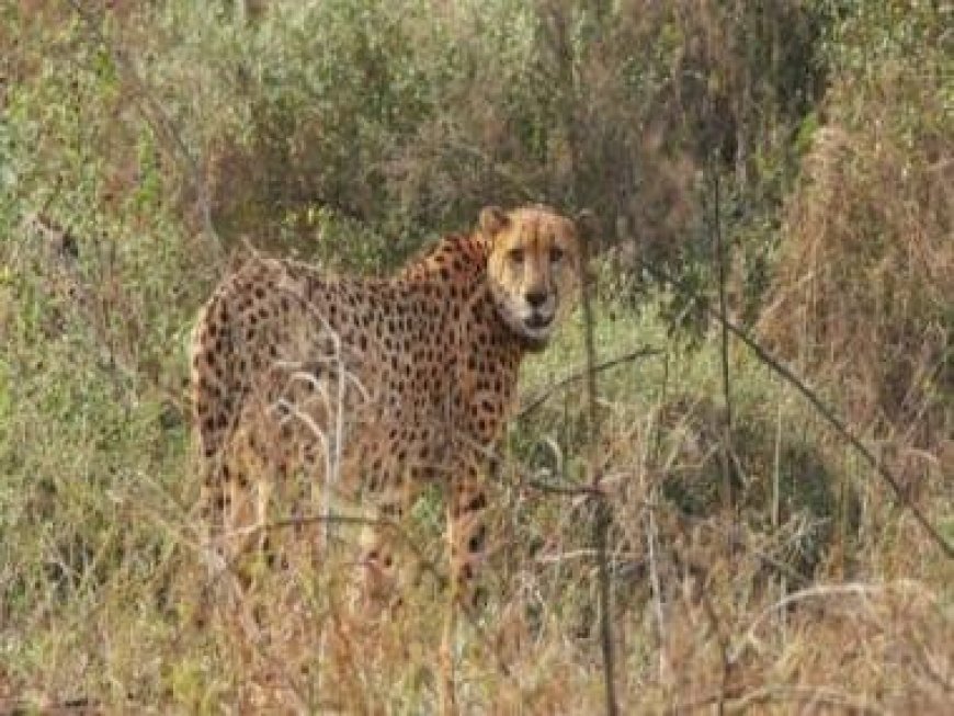Three cubs born to Namibian cheetah at Kuno National Park