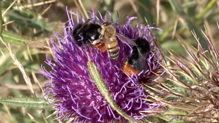 Some honeybees in Italy regularly steal pollen off the backs of bumblebees